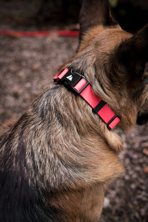 ECO 1" Adjustable BioThane Martingale displayed on a dog's neck in a natural outdoor setting.