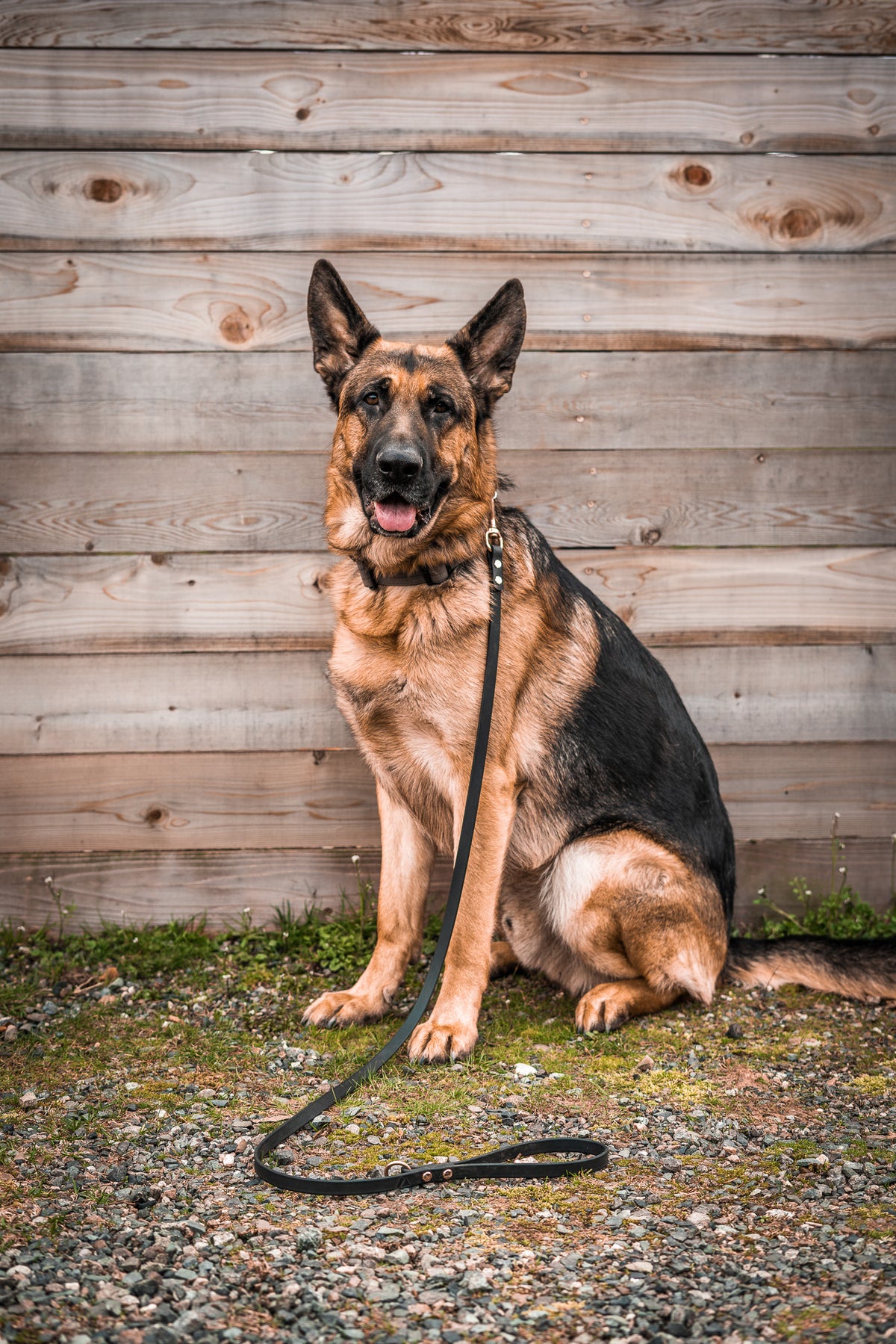 Large dog on a standard BioThane dog leash