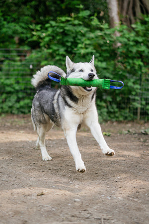 A happy husky playing with a green reinforced bite tug, showcasing its durable BioThane handles in a natural outdoor setting.