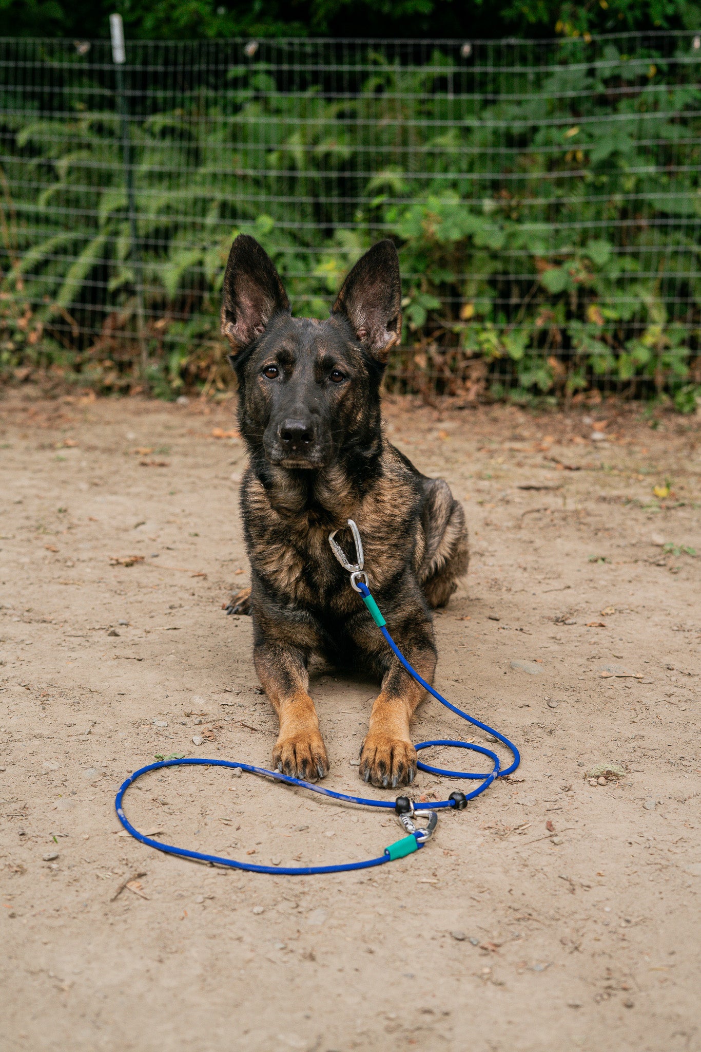 A German Shepherd dog lying down with a hands-free BioThane® rope leash on the ground, surrounded by nature.