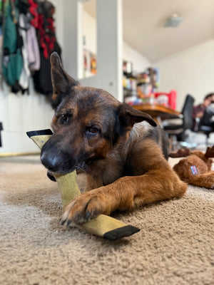 German Shepherd playing with a firehose squeaky snake toy.