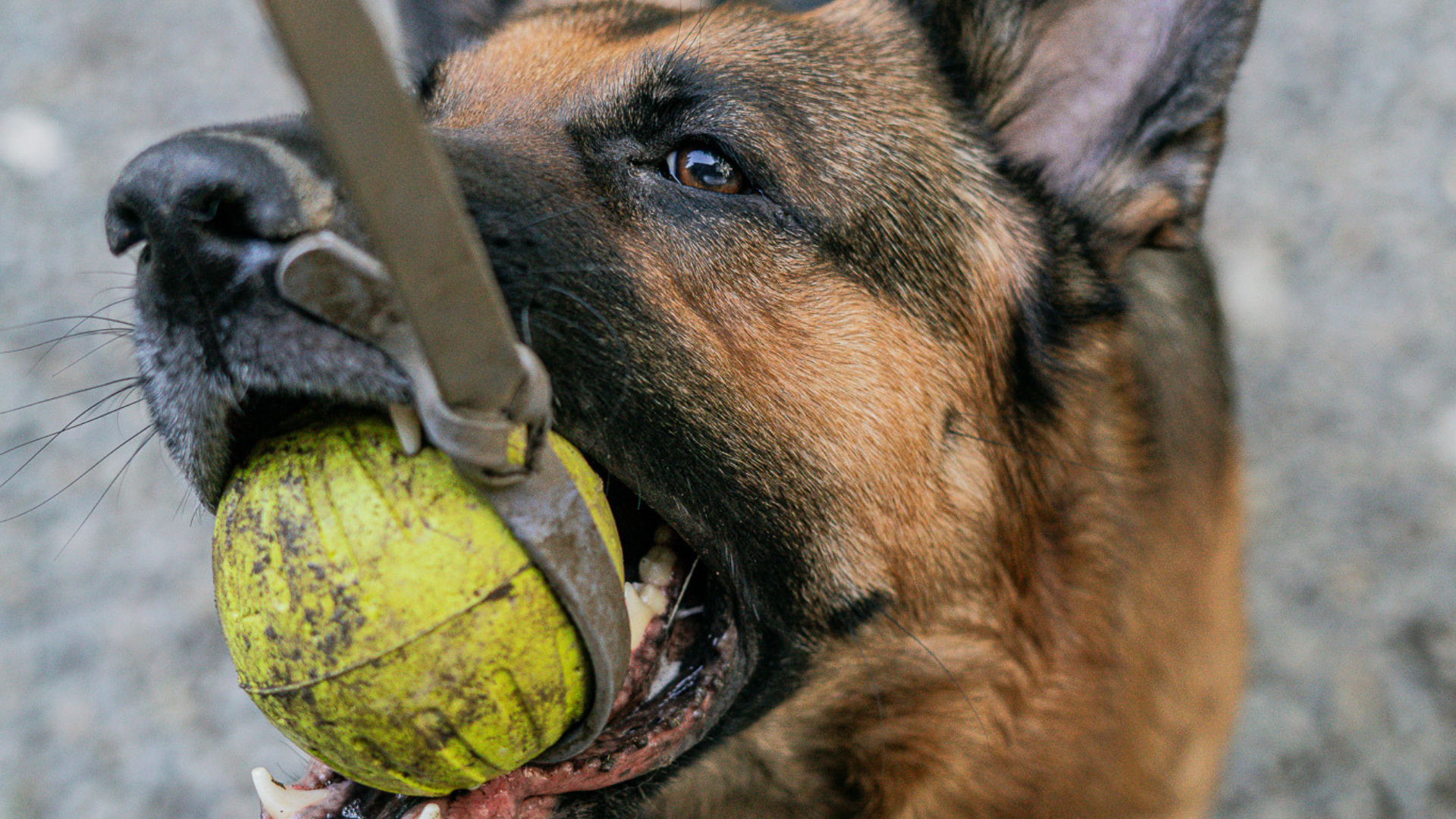 Best Summer Toys for Your Pup: Bolder K9 Edition