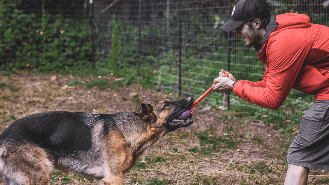 Building Toy Drive in Your Pup