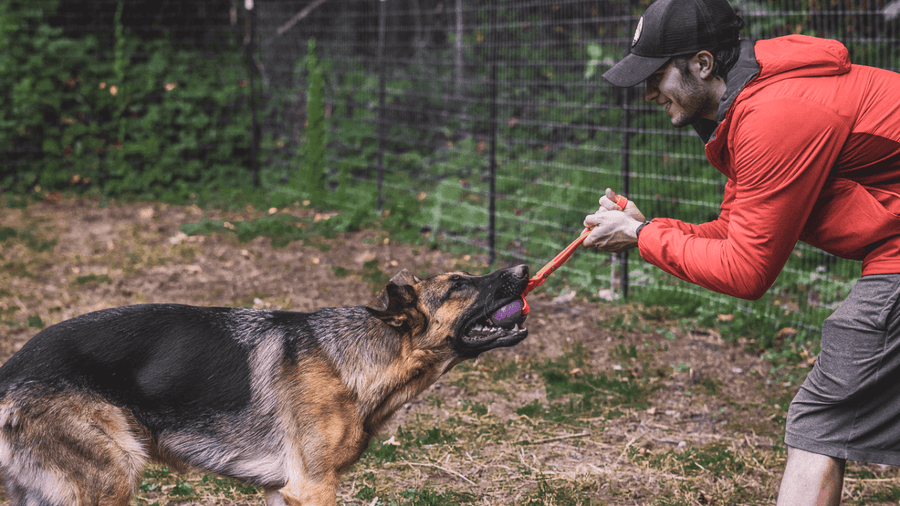 Building Toy Drive in Your Pup