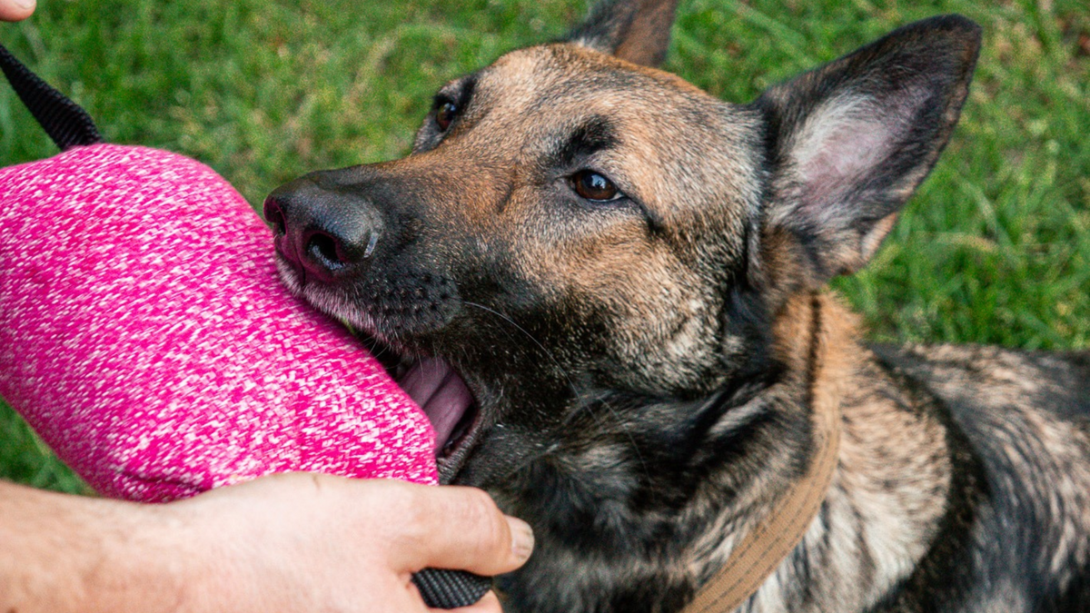 dog playing with tug toy