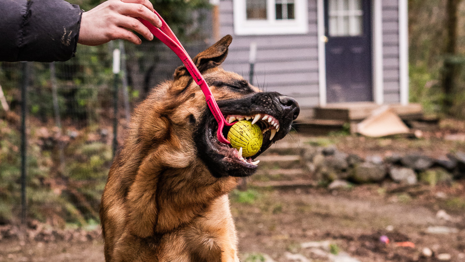 Best Leashes, Collars, and Toys for Working Breeds: Gear Built by People Who Live With Them