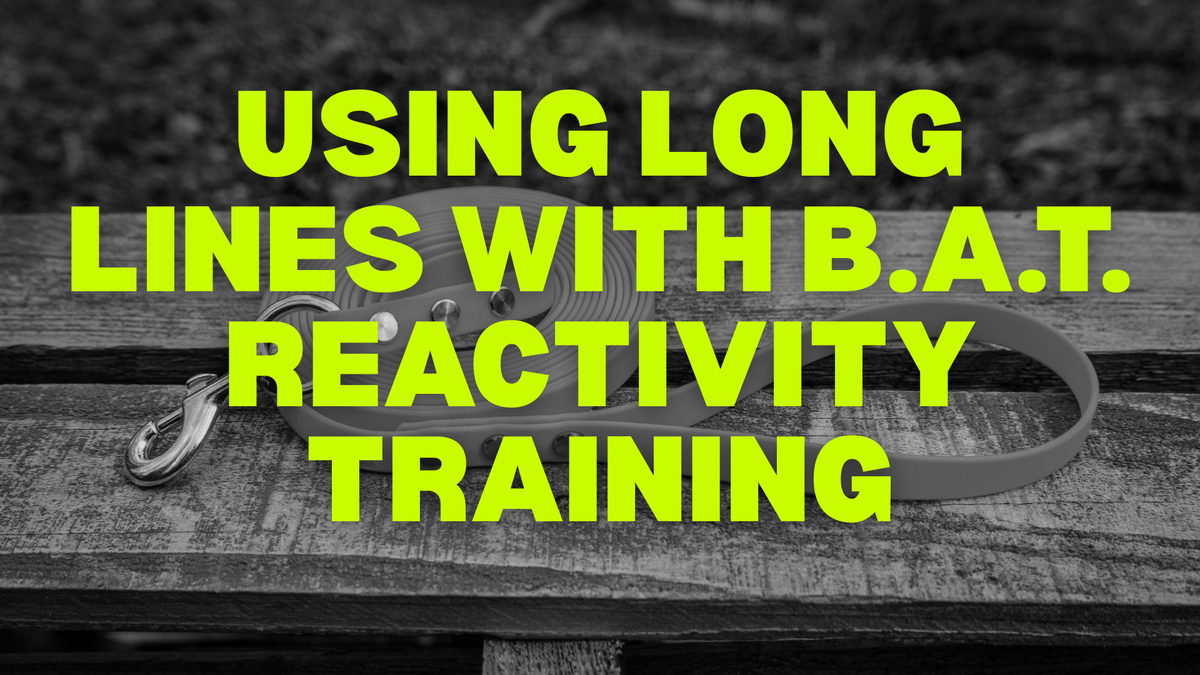 using a long line with B.A.T. reactivity training