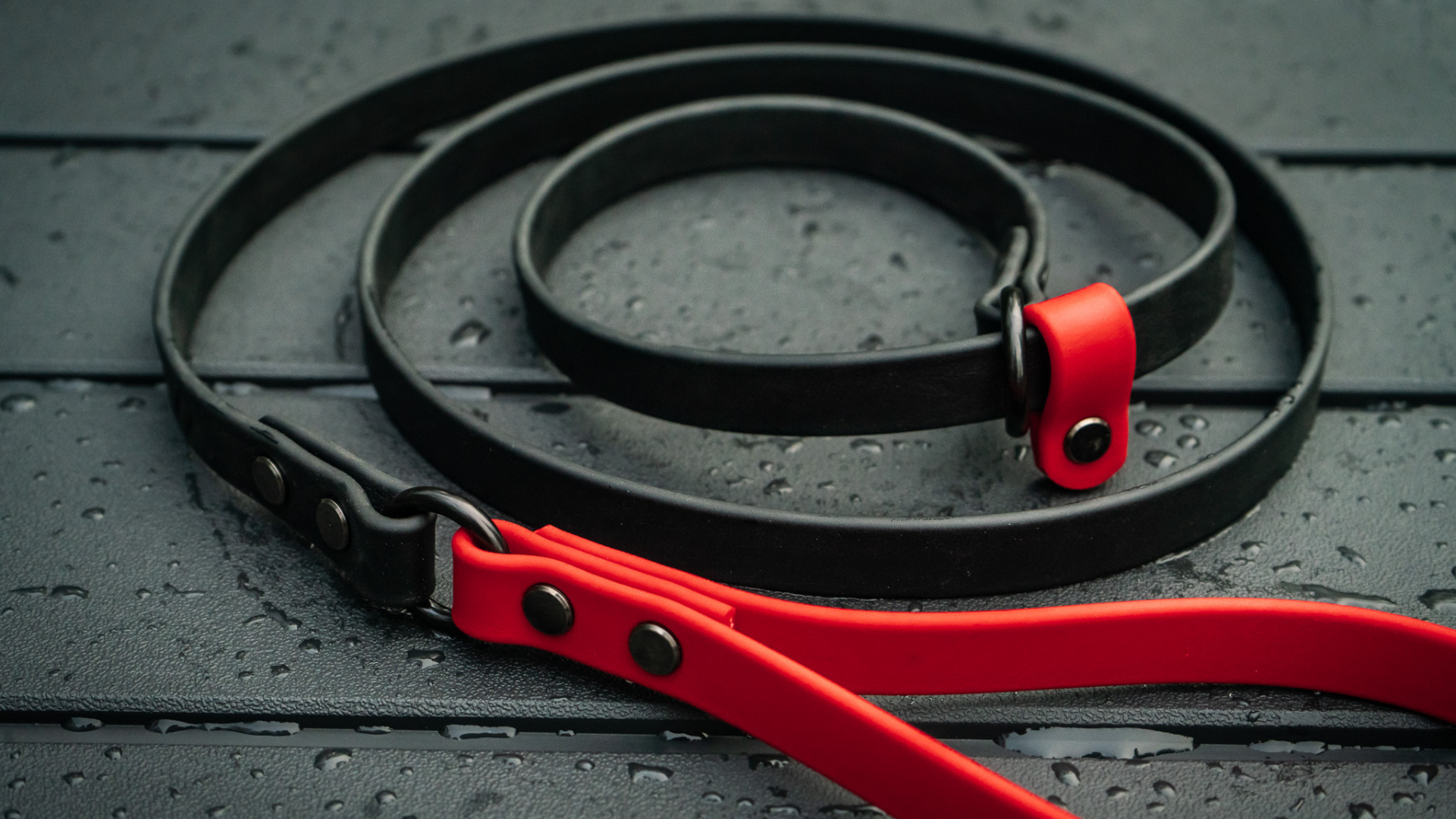 biothane slip leash
