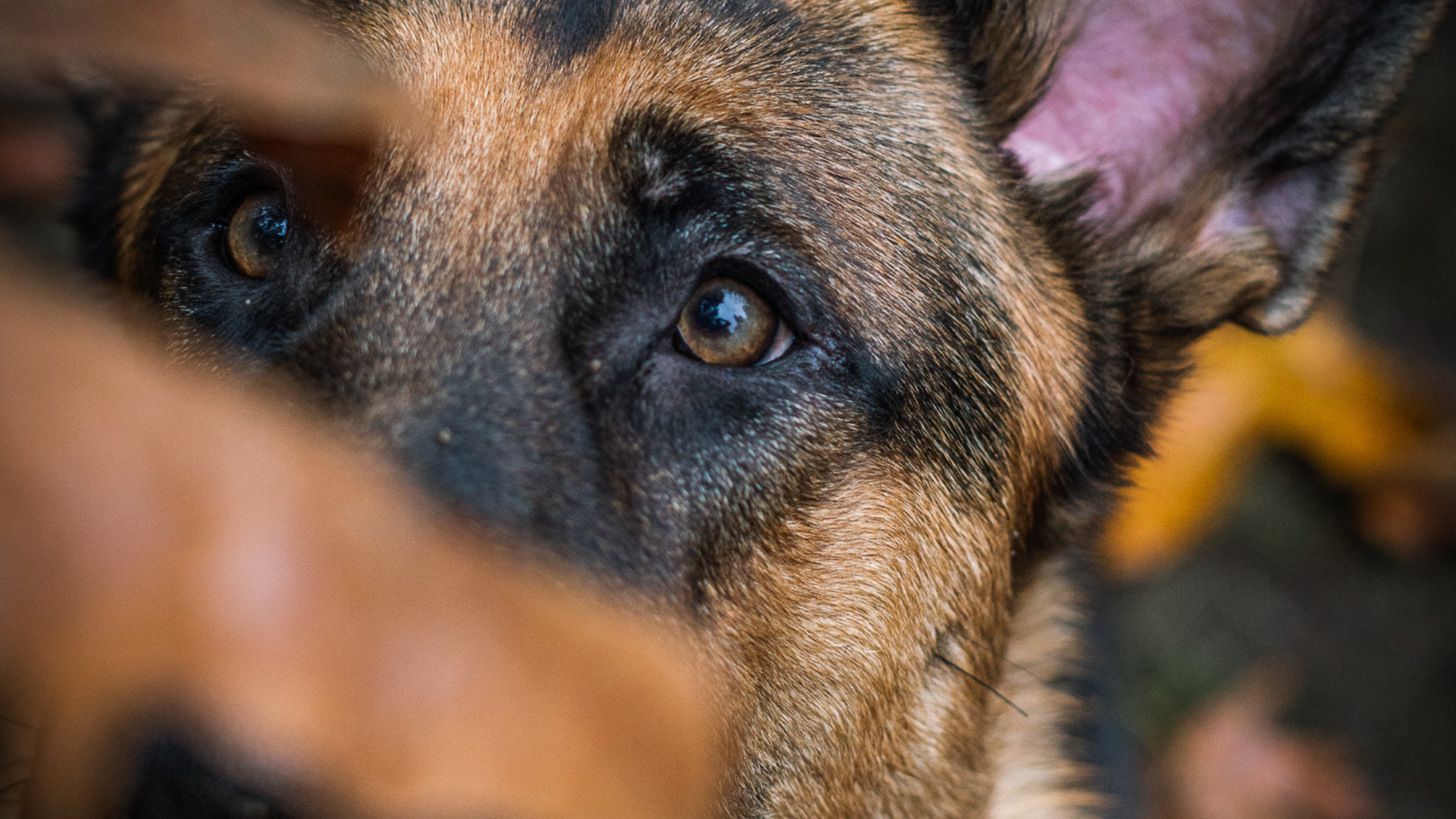 What You Really Need to Know About BioThane Dog Leashes
