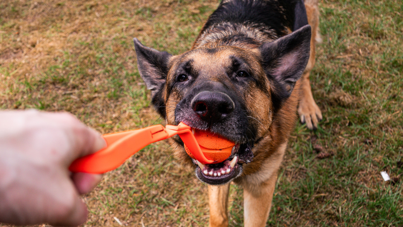 german shepherd playing with orange tug toy