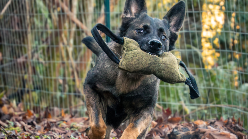 German shepherd running with a bite tug in their mouth