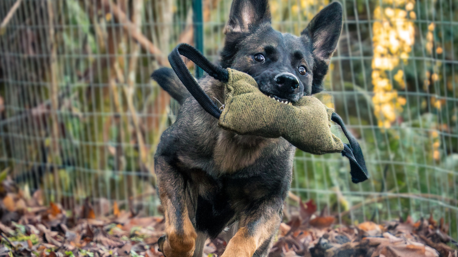 The 3 Best Tug Toys For German Shepherds