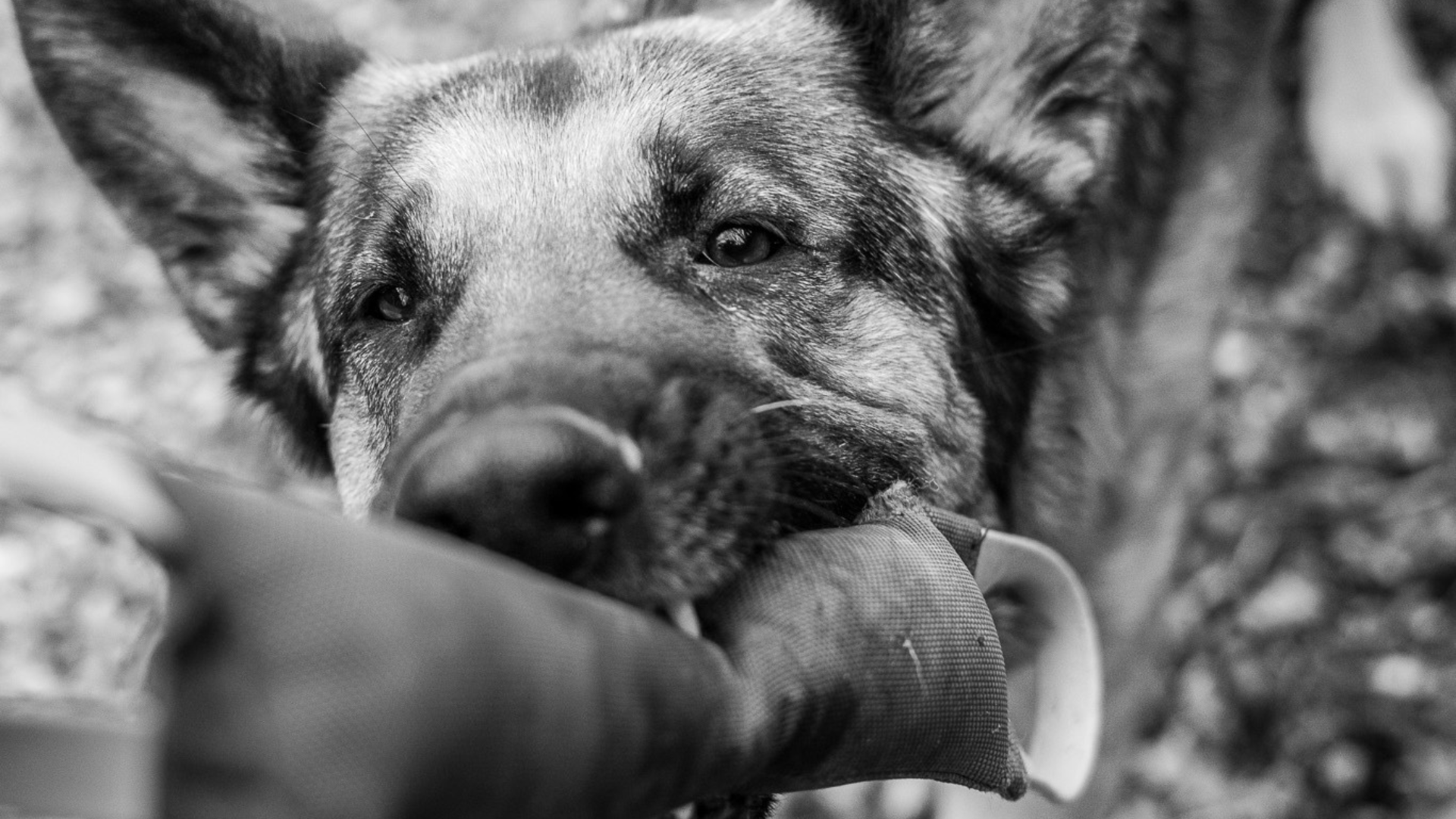 german shepherd playing with a bite tug toy