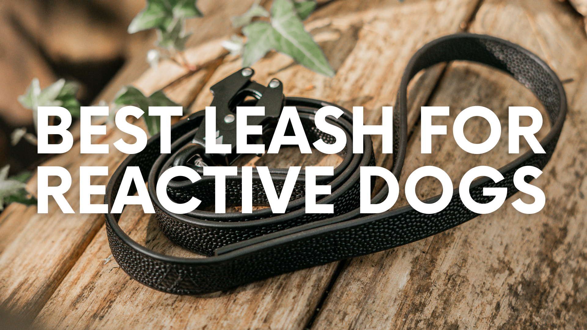 best leash for reactive dogs, pebble grip biothane dog leash on a wood background