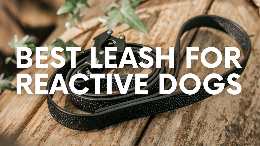 Best Leash for Reactive Dogs