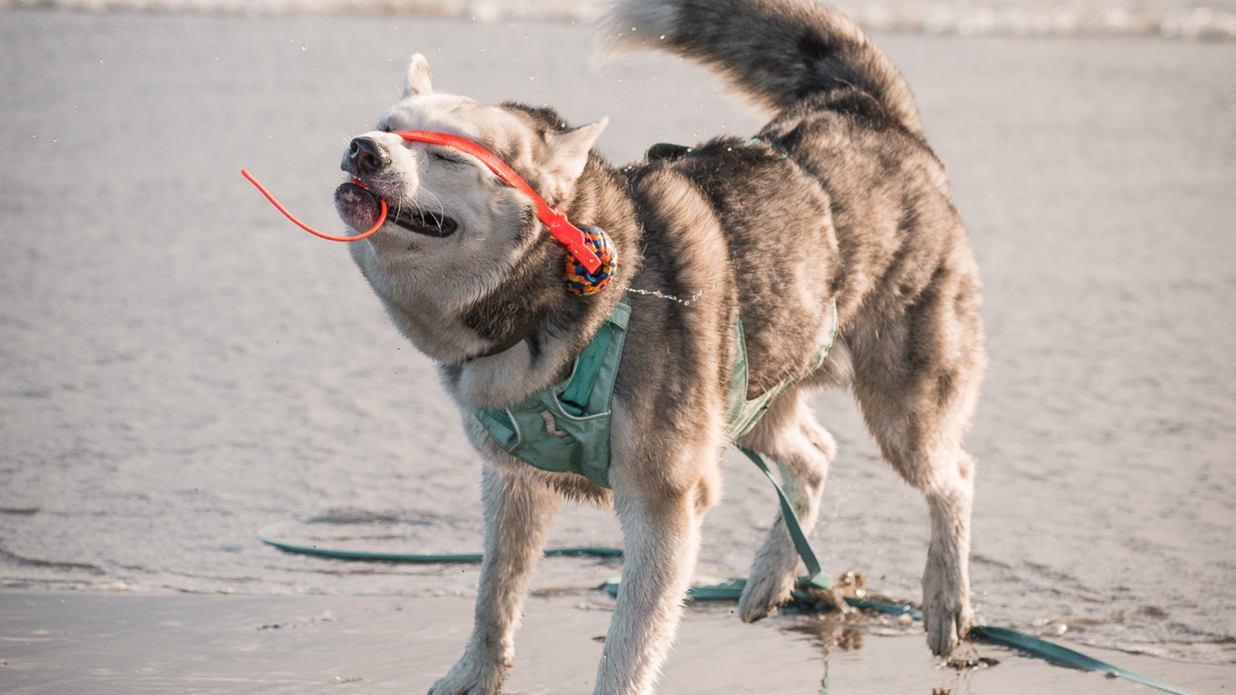 Your Dog Doesn’t Care About Aesthetic Gear (And Here’s Why That Matters)