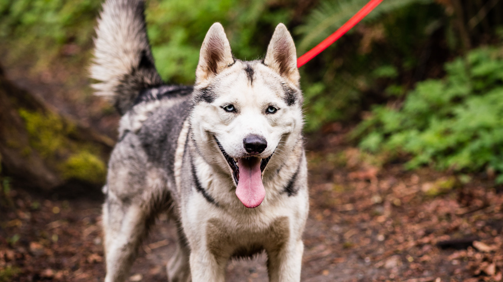 Hit the Trails: The Best Leashes for Running with Your Dog