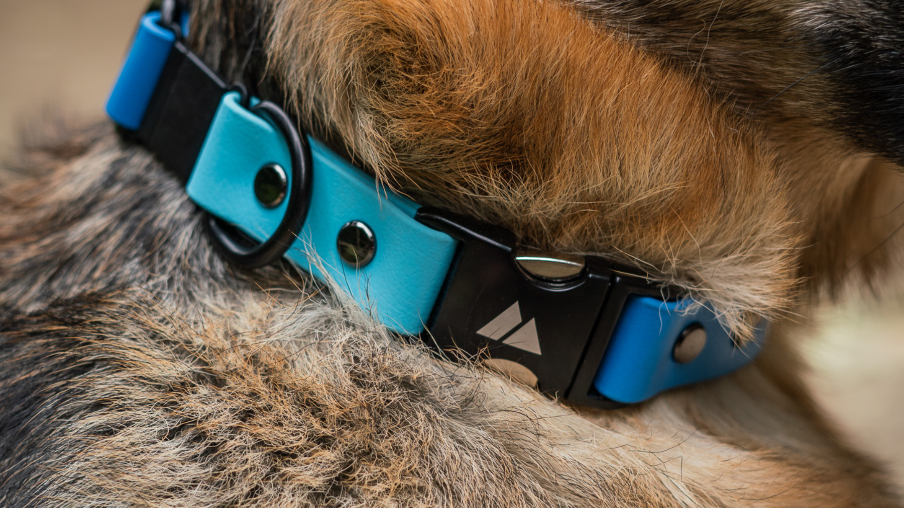 How Often Should You Replace a Dog Collar?