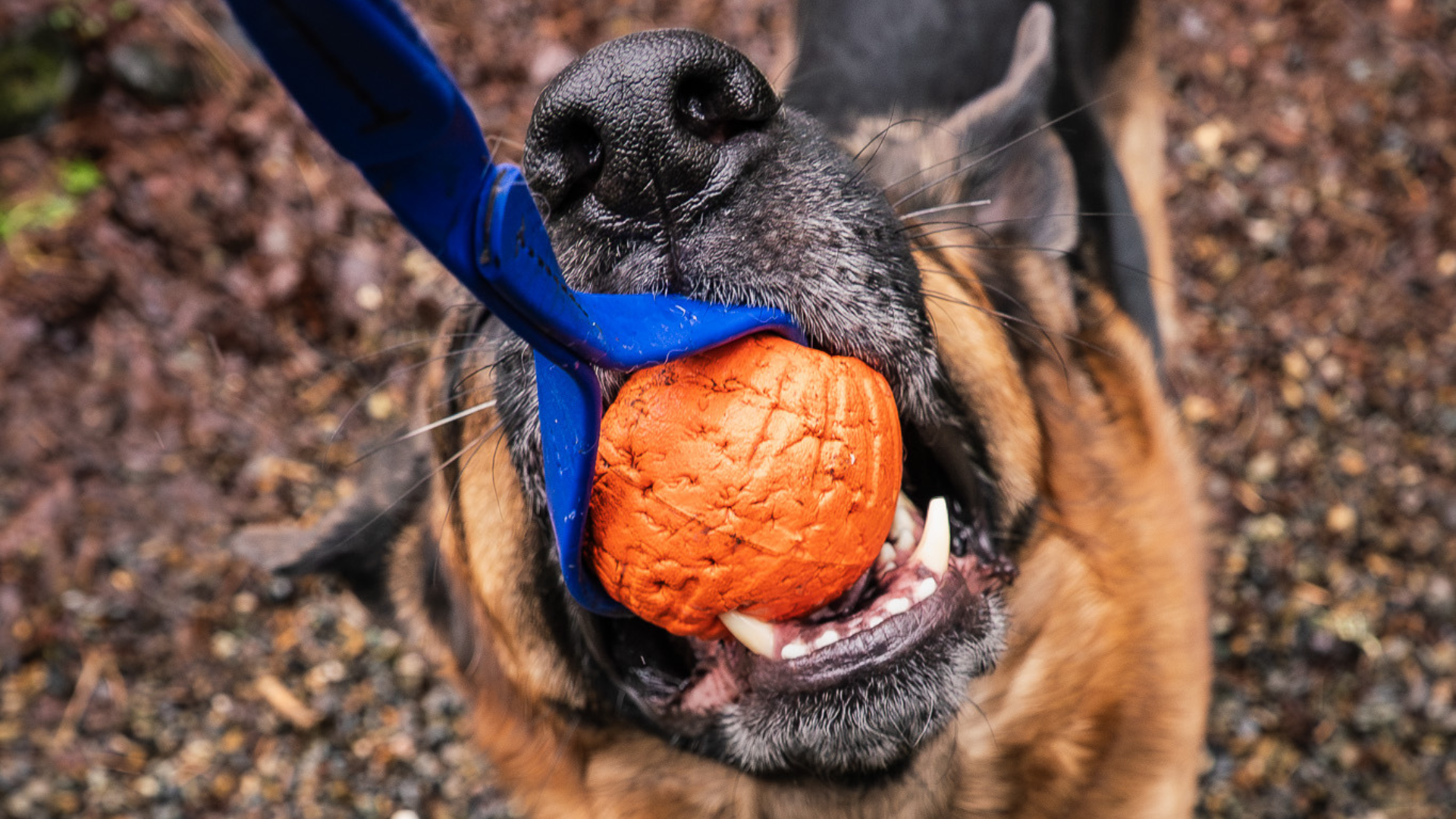 german shepherd playing with a biothane tug toy