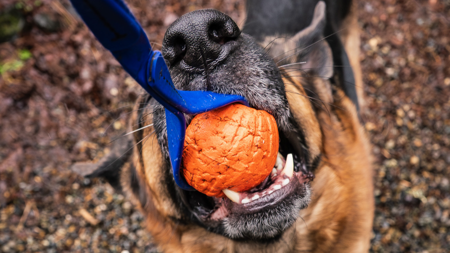 How to Make Your Dog’s Tug Toy Last Longer