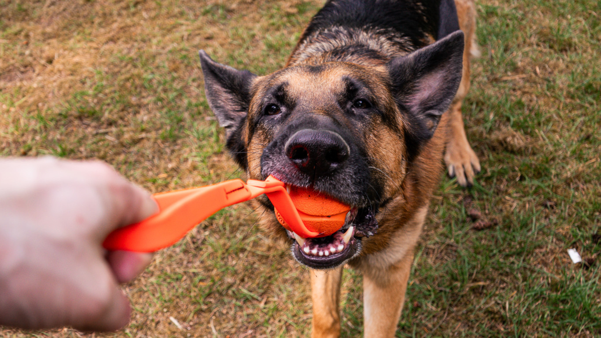 german shepherd playing with tug toy and learning drop it command