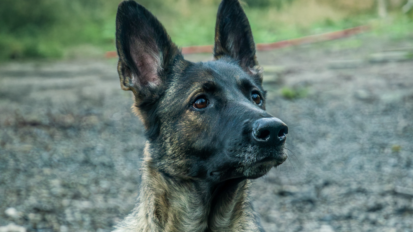 sable german shepherd looking to the right