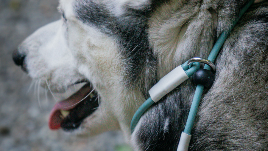 The Best Collar Types for Dogs That Slip Out of Everything