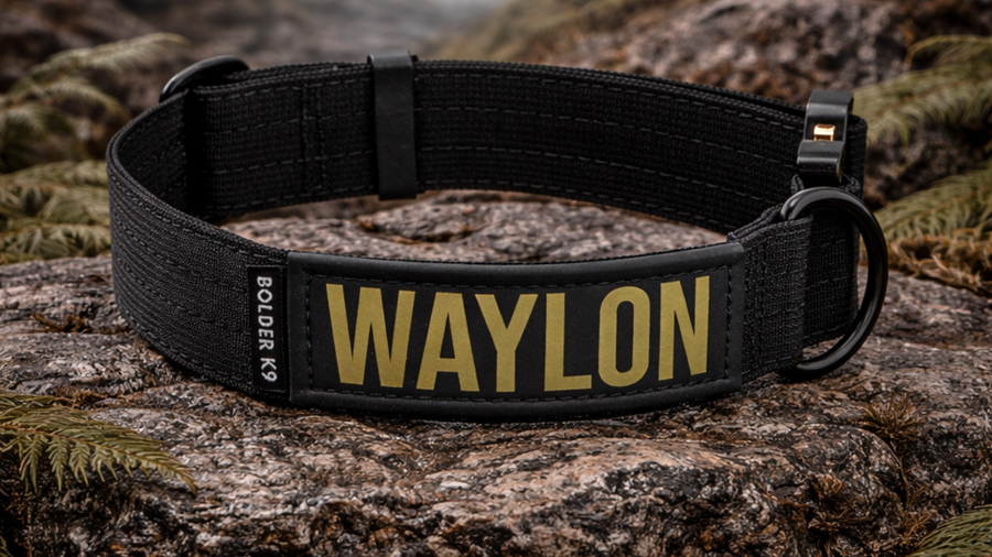 Tactical Dog Collars vs Regular Dog Collars