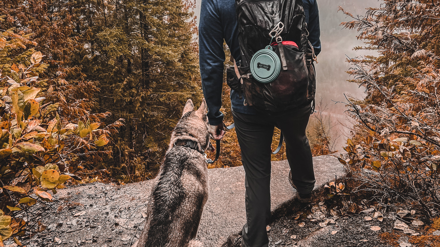 Dog Gear That Holds Up in Constant Rain (And What Always Fails)