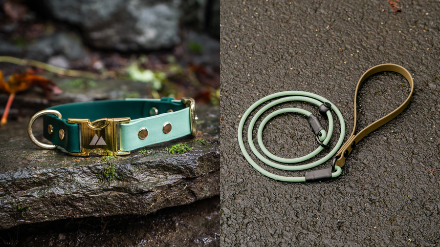 Martingale Collar vs Flat Collar vs Slip Leash