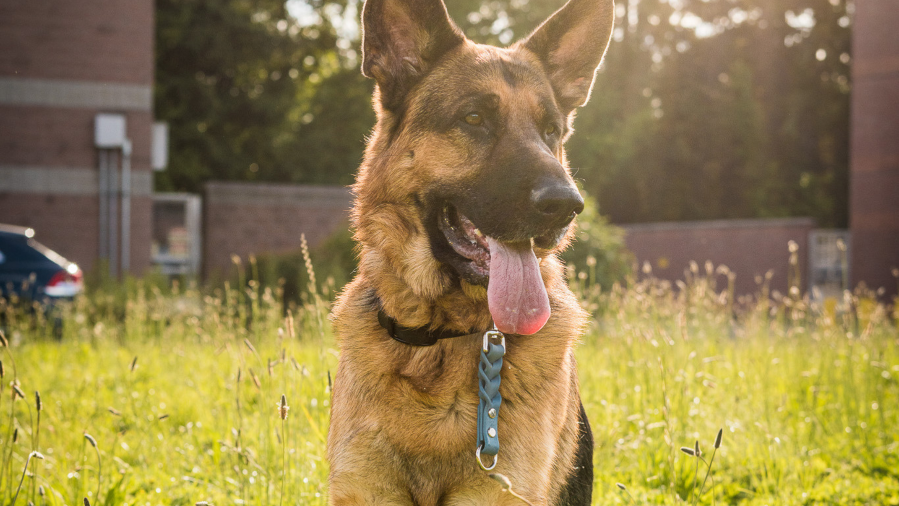 Reactive Dog Gear: What You Actually Need (and What You Don't)