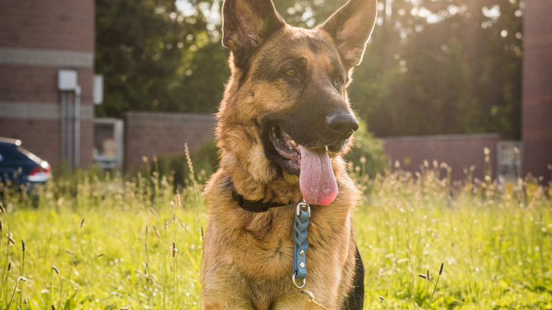 Reactive Dog Gear: What You Actually Need (and What You Don't)