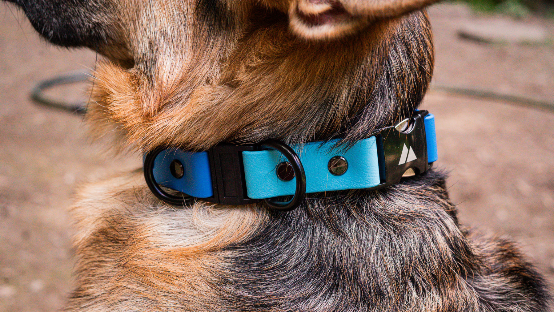 Do Dogs Need Breakaway Collars?