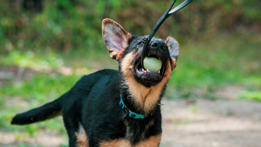 Top 5 Pieces of Dog Training Gear Every New Puppy Actually Needs