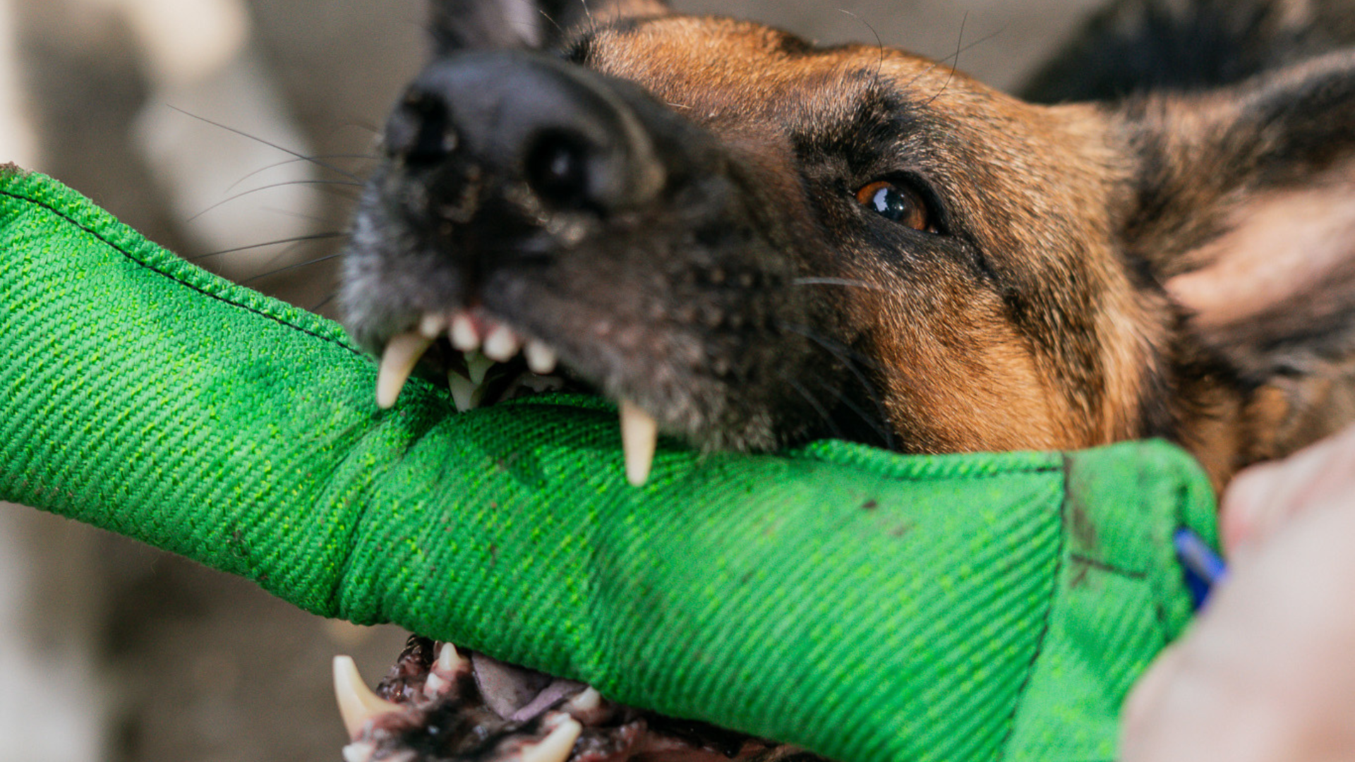 Top 3 Best Bite Tugs for Dog Training: Which Tug Toy Is Best for Your Dog?