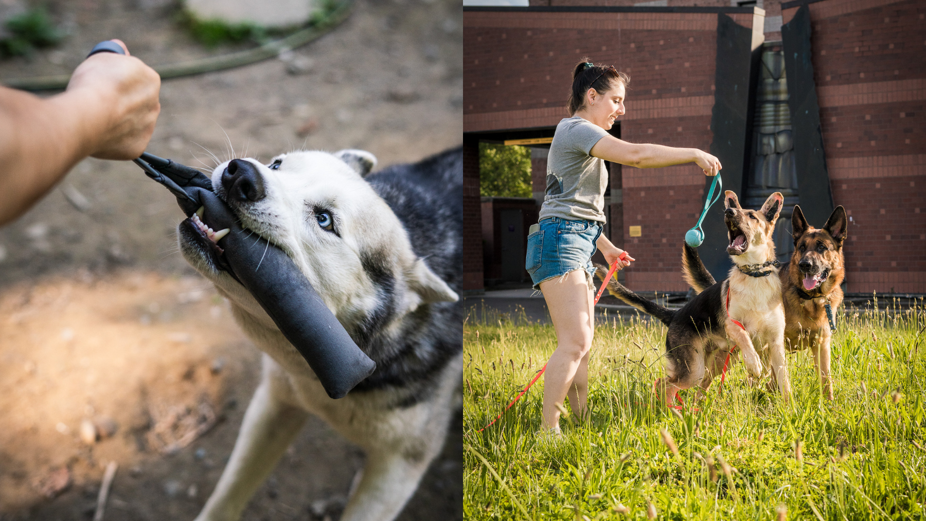 Best Reward Toys for Dog Training