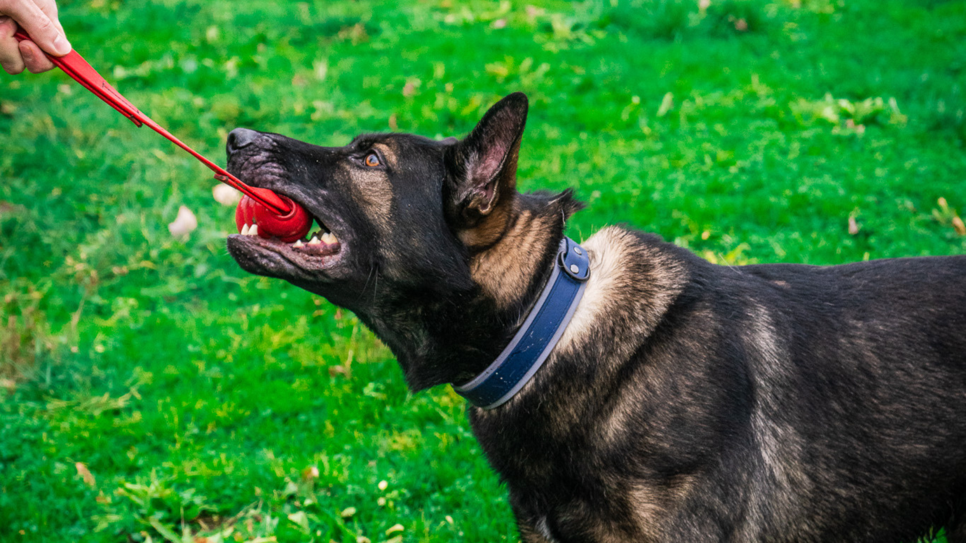 Selecting the Perfect Working Dog Gear
