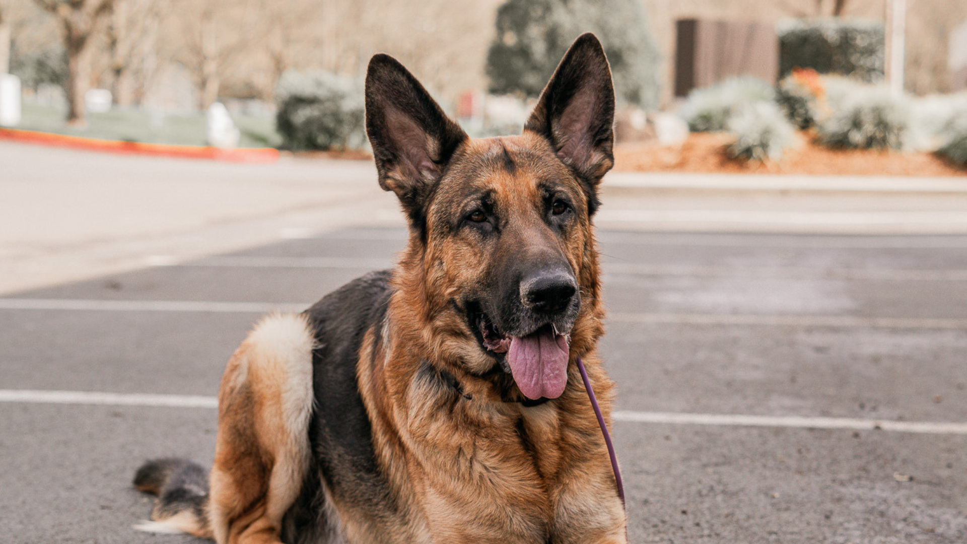 Best Leashes for Rescue Dogs