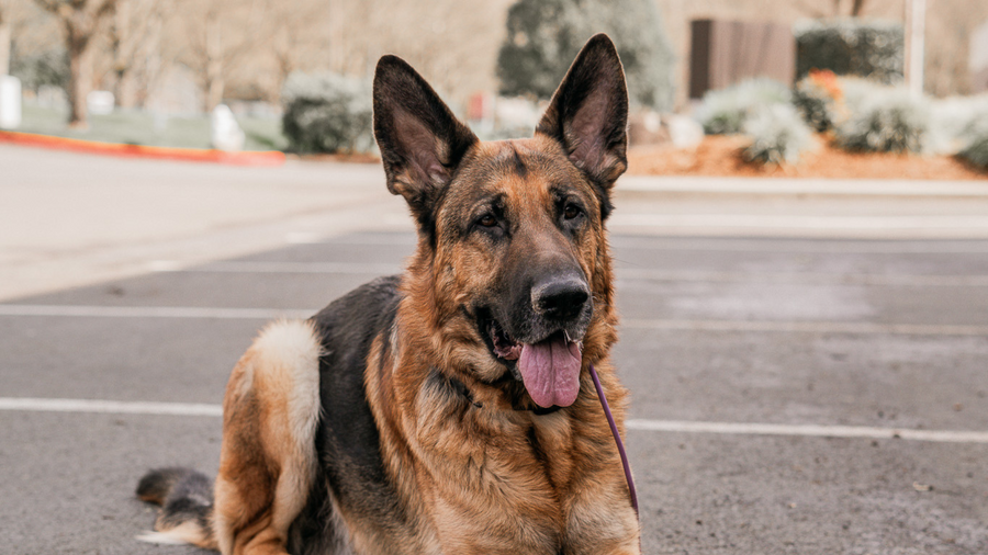 Best Leashes for Rescue Dogs