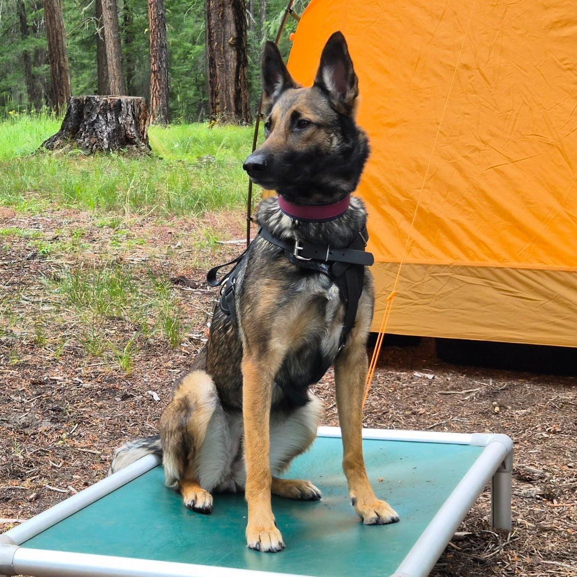Waterproof BioThane leash and collar for a Belgian Malinois