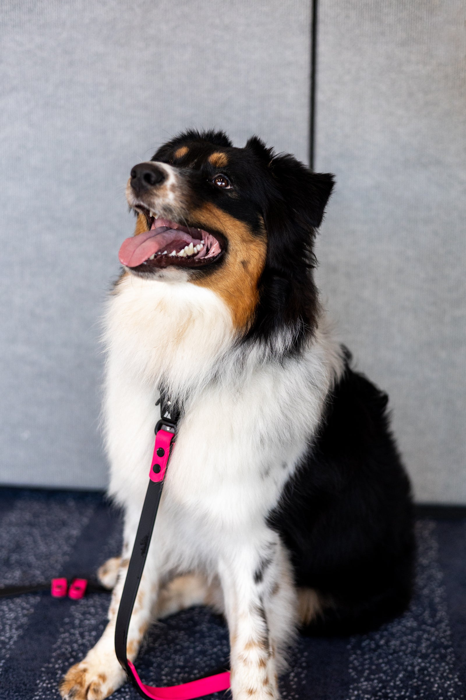 Australian Shepherd wearing durable outdoor dog gear