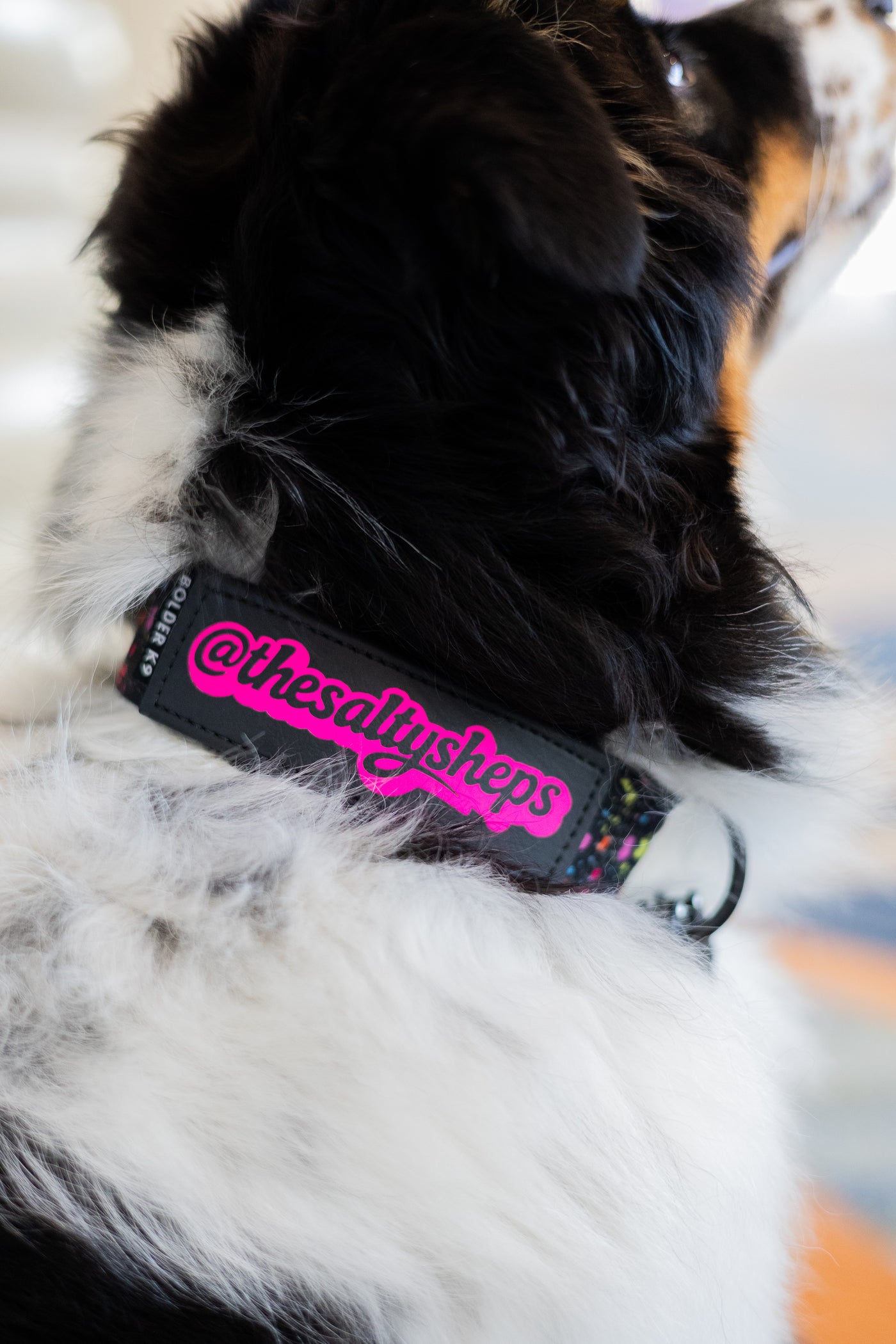 Australian Shepherd exploring outdoors on a leash