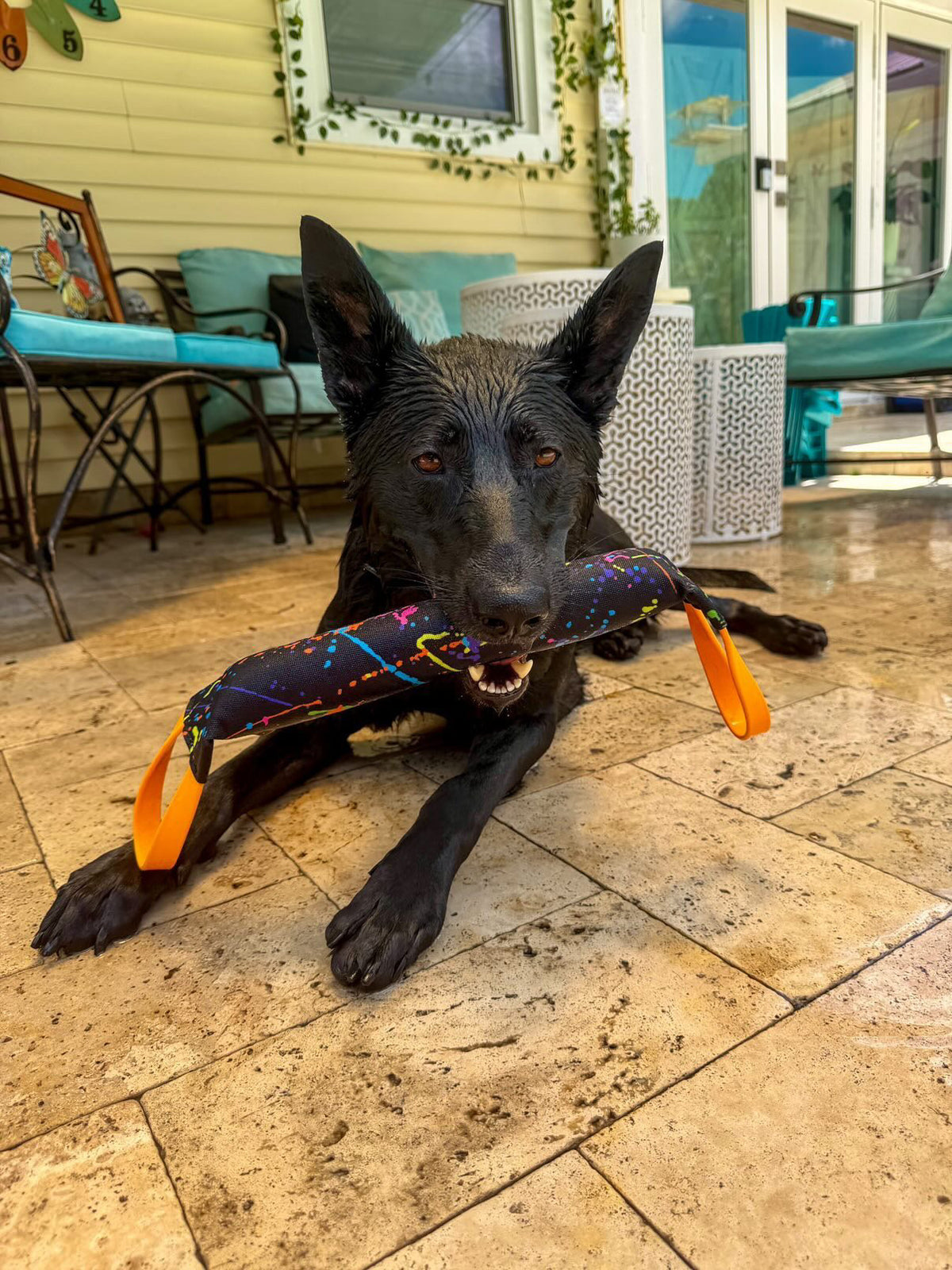Dog dock diving with waterproof Bolder K9 gear