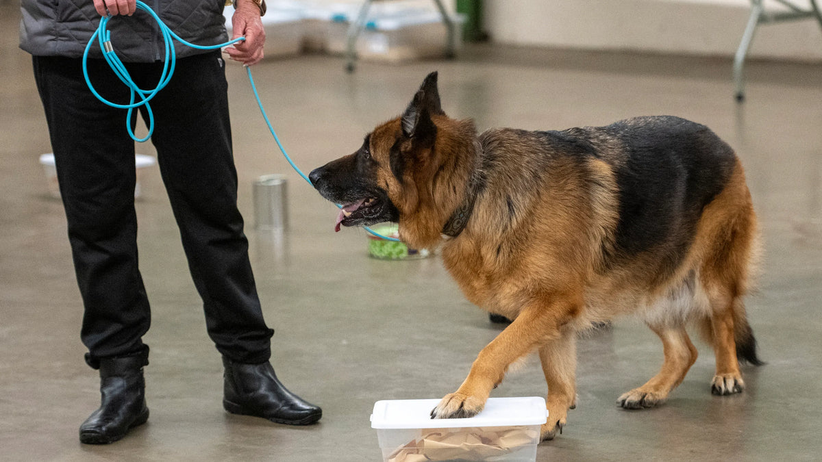 Dog working a scent search on a lightweight BioThane rope leash