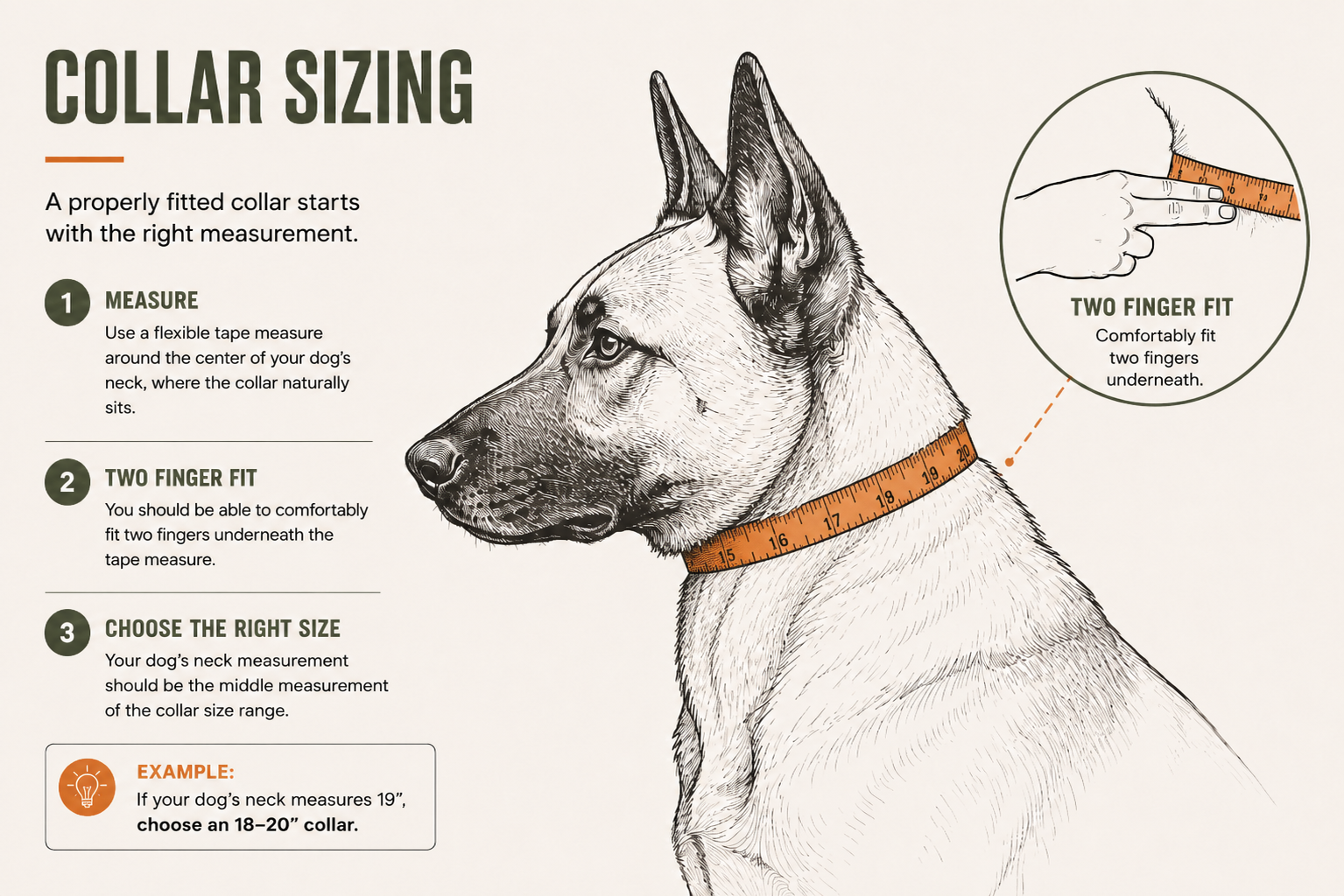 Dog collar sizing guide
