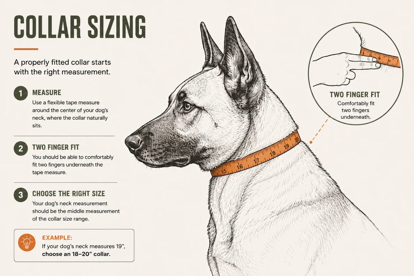 Measuring a Belgian Malinois for a properly fitted collar