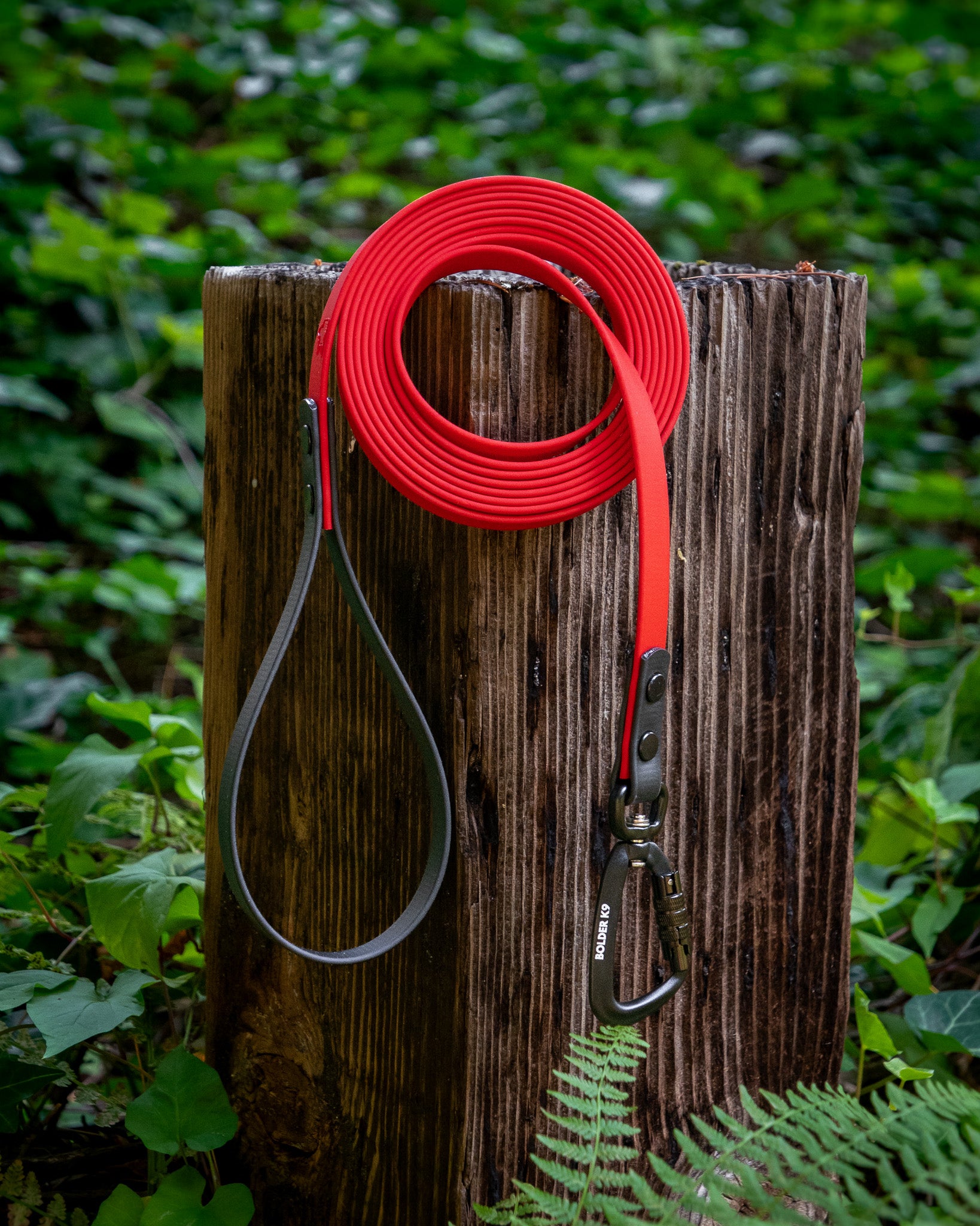Rescue dog exploring outdoors on a long line with handler nearby
