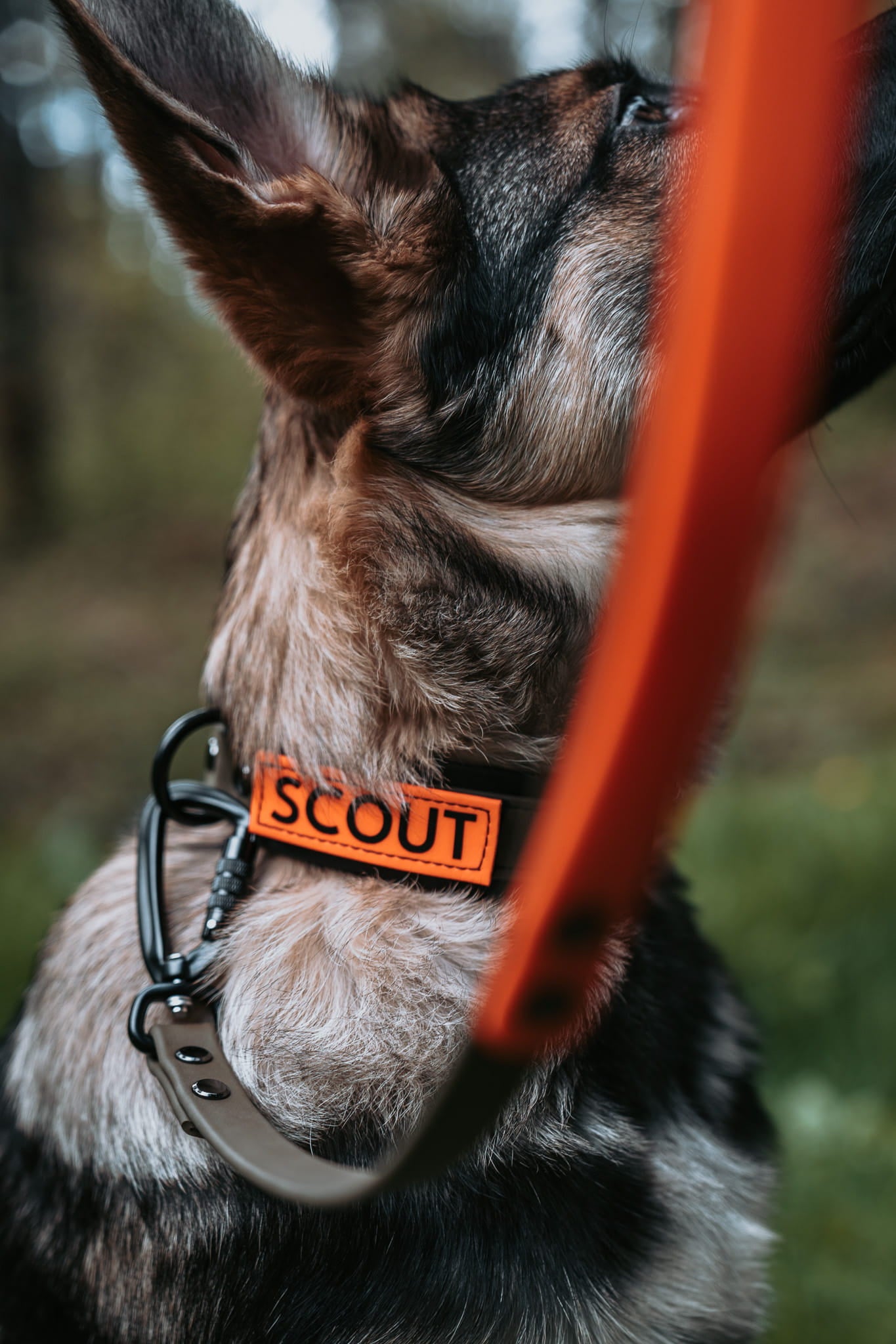 Voyager BioThane Hands-Free Dog Leash