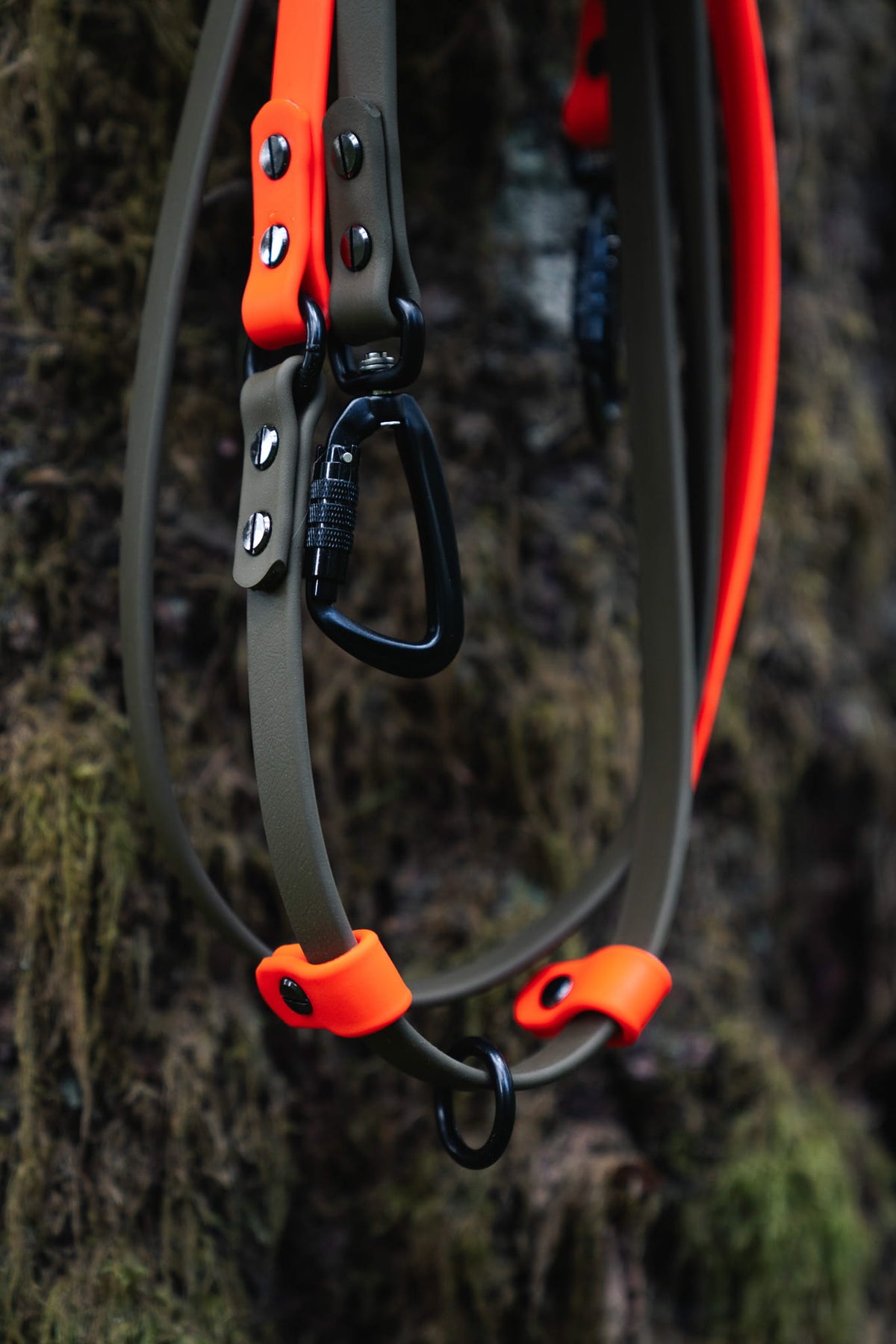Dog walking with a BioThane leash