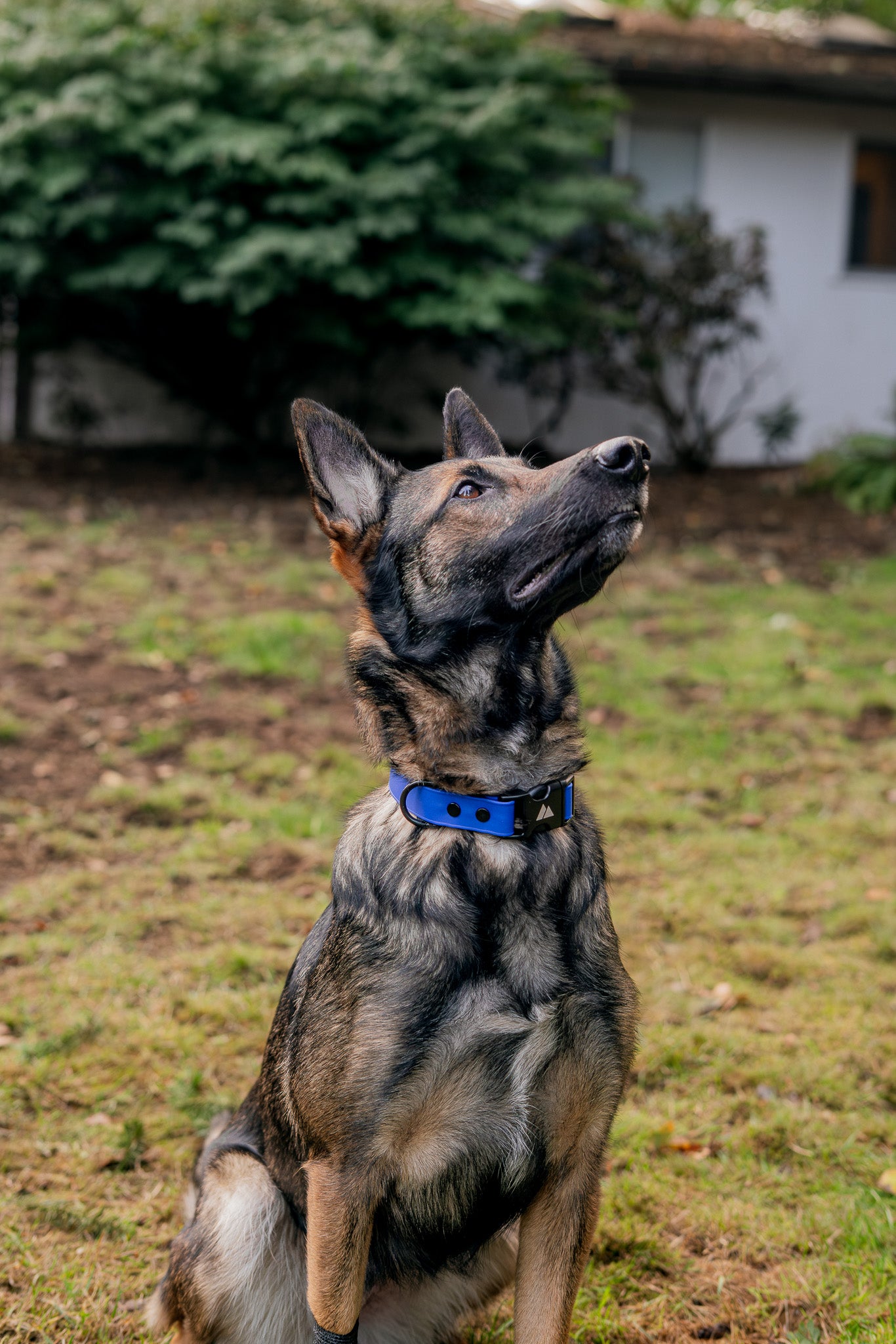ECO Adjustable BioThane Dog Collar on a dog sitting outdoors in a garden.